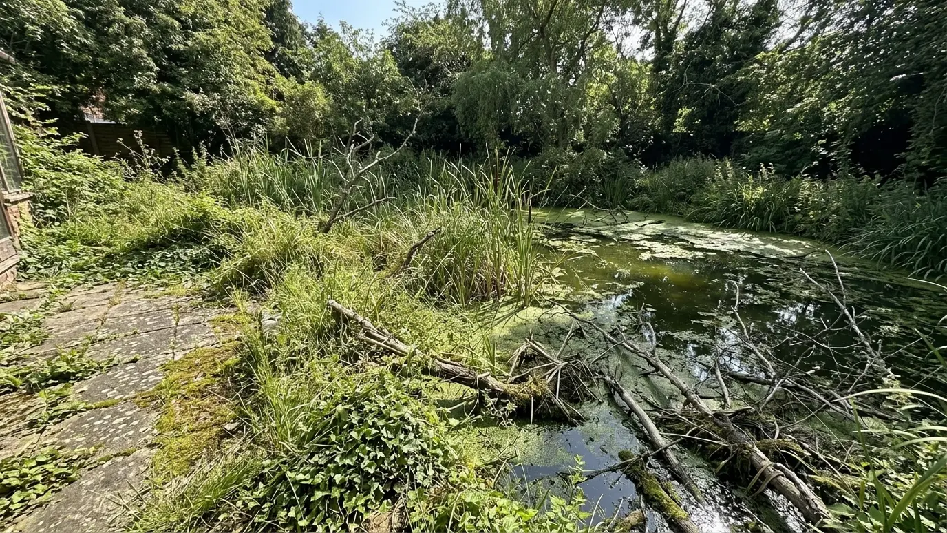 Before: a backyard pond beside a patio with a pond choked with weeds, murky green water and fallen branches